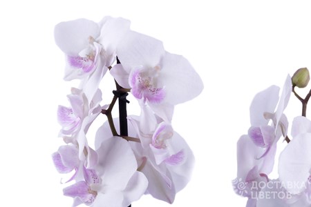Орхидея в горшке "Орхидея Фаленопсис белая с розовой серидиной 2ст"
